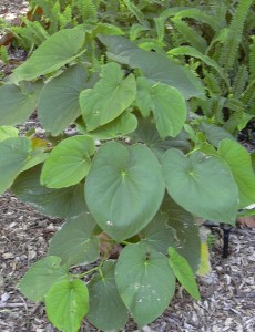 Kava Kava for Fibromyalgia