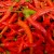 Cayenne for Fibromyalgia