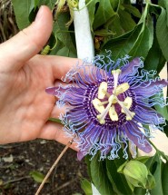 Passion Flower for Fibromyalgia