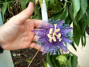 Passion Flower for Fibromyalgia