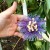 Passion Flower for Fibromyalgia