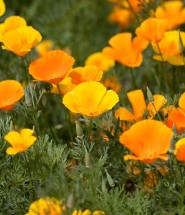 California Poppy Liquid _ Extract for Fibromyalgia