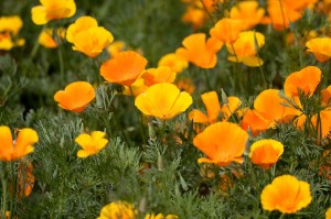 California Poppy Liquid _ Extract for Fibromyalgia