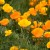 California Poppy Liquid _ Extract for Fibromyalgia