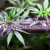 10 percent of Fibromyalgia Suffers are self-medicating with illegally purchased marijuana